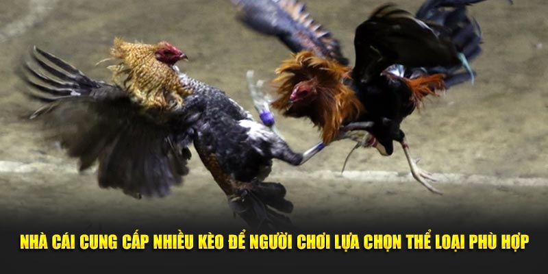 Nhà cái cung cấp nhiều kèo để người chơi lựa chọn thể loại phù hợp