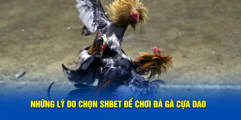 Những lý do chọn SHBET để chơi đá gà cựa dao